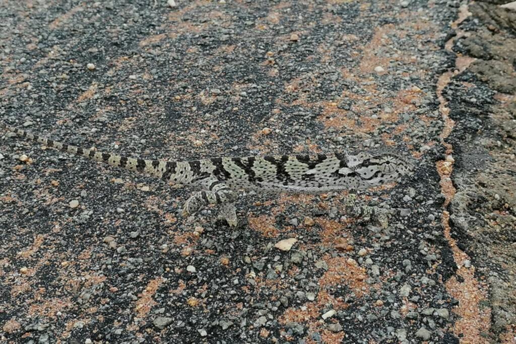 Villa Amukela Kaya Hoedspruit Esterno foto