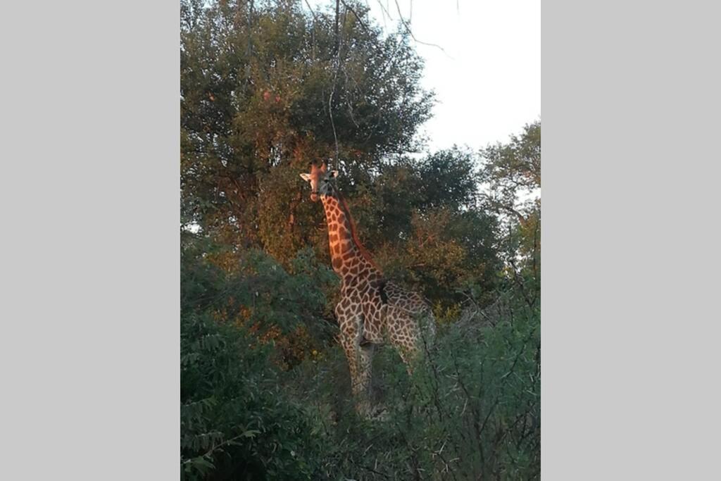 Villa Amukela Kaya Hoedspruit Esterno foto