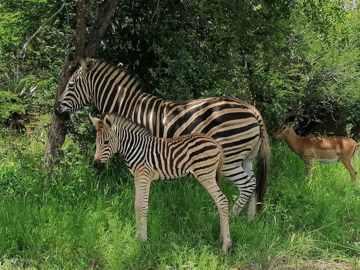 Villa Amukela Kaya Hoedspruit Esterno foto